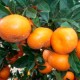 Mandarines Clémentines 10kg